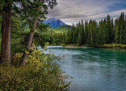 Rzeka, Bow River, Drzewa, Lasy, Góry, Park Narodowy Banff, Alberta, Kanada