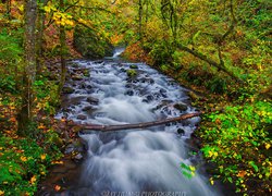 Rzeka Bridal Veil Creek, Las, Drzewa, Kamienie, Jesień, Rezerwat przyrody Columbia River Gorge, Oregon, Stany Zjednoczone