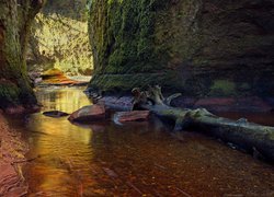 Szkocja, Wąwóz Finnich Glen, Skały, Rzeka Carnock Burn, Uschnięty, Pień