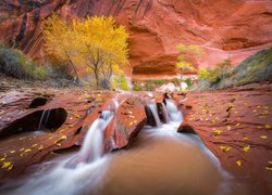 Rzeka Coyote Gulch, Wąwóz, Czerwone, Skały, Drzewa, Roślinność, Liście, Jesień, Stan Utah, Stany Zjednoczone