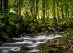 Niemcy, Schwarzwald, Wieś Geroldsau, Rzeka Grobbach, Las, Omszałe, Kamienie, Liście