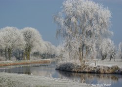 Zima, Oszronione, Drzewa, Trawa, Rzeka