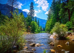 Rzeka i las w kalifornijskim Parku Narodowym Yosemite
