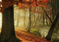 Rzeka i opadłe liście w jesiennym lesie