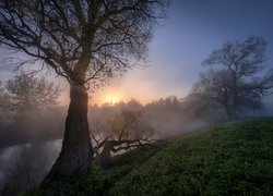 Rzeka Istra i drzewa we mgle