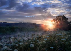 Rzeka Istra, Mgła, Drzewa, Roślinność, Wschód słońca, Obwód moskiewski, Rosja