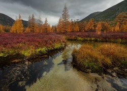 Rzeka Kołyma na tle jesiennych drzew