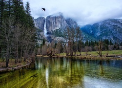 Stany Zjednoczone, Stan Kalifornia, Park Narodowy Yosemite, Rzeka Merced, Góry, Drzewa, Ptak