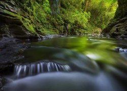 Rzeka, Skały, Miejscowość Waitomo Caves, Region Waikato, Wyspa Północna, Nowa Zelandia, Roślinność, Drzewa
