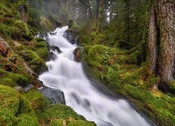 Rzeka, Mossy River, Omszałe, Kamienie, Las, Drzewa, Prowincja Saskatchewan, Kanada