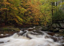 Rzeka Mumlava w jesiennym lesie