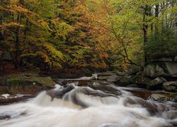 Las, Drzewa, Jesień, Skały, Kamienie, Rzeka, River Mumlava, Kamienie, Harrachov, Czechy