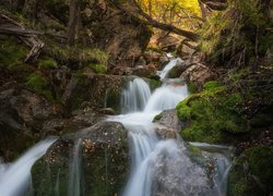 Rzeka na omszałych głazach w Parku Narodowym Los Glaciares