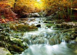Jesień, Rzeka, Omszałe, Kamienie, Drzewa, Las