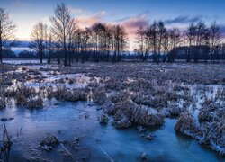 Poranek, Rzeka, Narew, Zmarznięte, Mokradła, Oszronione, Kępy, Traw, Drzewa, Park Krajobrazowy Doliny Narwi, Polska