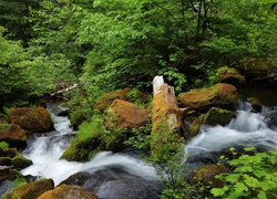 Stany Zjednoczone, Stan Oregon, Rwąca, Rzeka North Umpqua River, Kamienie, Skały, Drzewa