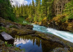 Stany Zjednoczone, Waszyngton, Rzeka, Ohanapecosh River, Las, Drzewa, Chmury