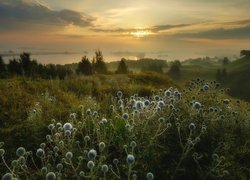 Rzeka Oka i łąki o wschodzie słońca