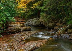 Rzeka płynąca obok skał i kamieni w lesie