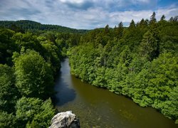 Rzeka płynąca przez zielony Las Teutoburski w Niemczech