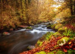 Rzeka płynąca w jesiennym lesie