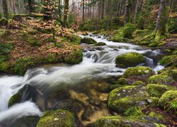 Las, Rzeka, Omszałe, Kamienie, Drzewa