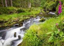 Szkocja, Park Narodowy Cairngorms, Rzeka, Las, Kamienie, Trawa