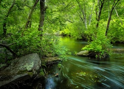Rzeka płynąca w zielonym lesie
