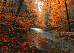 Jesień, Kolorowe, Liście, Drzewa, Las, Rzeka