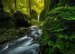 Stany Zjednoczone, Stan Oregon, Rezerwat przyrody Columbia River Gorge, Rzeka Ruckel Creek, Wodospad Mossy Grotto Falls, Las, Omszałe, Kamienie, Skały
