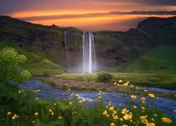 Wodospad Seljalandsfoss, Skały, Rzeka Seljalandsa, Niebo, Żółte, Kwiaty, Islandia