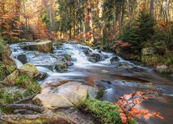 Rzeka Selke płynąca przez las w górach Harz