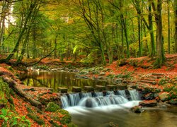 Jesień, Las, Park Tollymore Forest Park, Drzewa, Rzeka Shimne River, Hrabstwo Down, Irlandia Północna