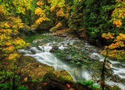 Stany Zjednoczone, Stan Waszyngton, Rzeka Snoqualmie, Kamienie, Las, Jesień