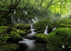 Rzeka spływająca po omszałych kamieniach w zielonym lesie