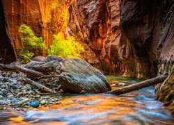 Rzeka Virgin River i drzewa na skałach w Kanionie Zion Narrows