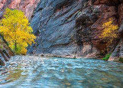 Stany Zjednoczone, Stan Utah, Park Narodowy Zion, Kanion Zion Narrows, Skały, Pożółkłe, Drzewa, Rzeka Virgin River