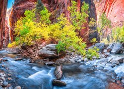 Stany Zjednoczone, Stan Utah, Park Narodowy Zion, Kanion Zion Narrows, Skały, Kamienie, Rzeka Virgin River, Roślinność