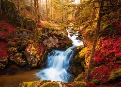 Rzeka w jesiennym kolorowym lesie