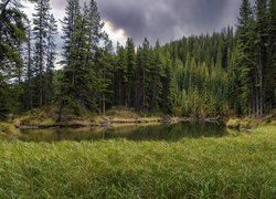 Las, Świerki, Rzeka, Trawa, Park Narodowy, Jasper, Alberta, Kanada