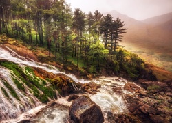 Walia, Park Narodowy Snowdonia, Drzewa, Skały, Kamienie, Rzeka