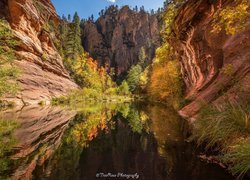 Stany Zjednoczone, Arizona, Sedona, Skały, Wąwóz, West Fork of Oak Creek, Drzewa