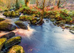 Rzeka Wharfe w Parku Narodowym Yorkshire Dales