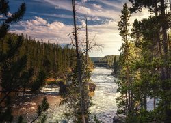 Rzeka, Yellowstone River, Drzewa, Sosny, Park Narodowy Yellowstone, Wyoming, Stany Zjednoczone