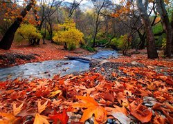 Jesień, Las, Rzeka, Kładka, Drzewa