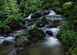 Rzeka z omszałymi kamieniami w zielonym lesie