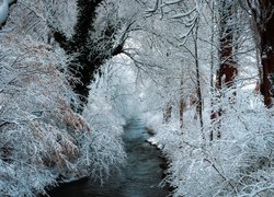 Zima, Ośnieżone, Drzewa, Rzeka