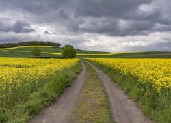 Rzepakowe pola wzdłuż drogi