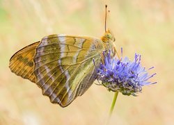 Motyl, Samiec, Dostojka malinowiec, Kwiat, Niebieski