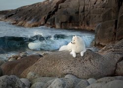 Samojed na kamieniu